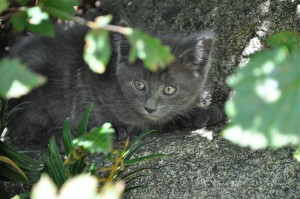ajax kitten boo