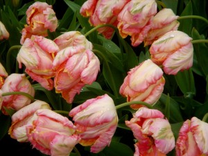 canary tulips