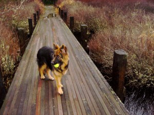 zippy ball bridge