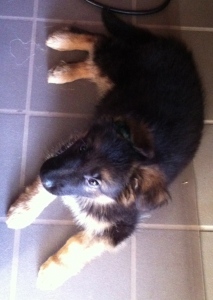 Kipling puppy 1