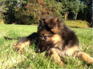 kipling new puppy 1 kipling new puppy 1