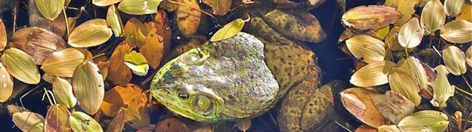 froggysm