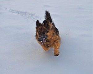 Zippy Snow Run