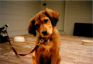 Myrtle Puppy Myrtle Puppy