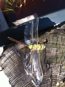 Dragonfly Dragonfly
