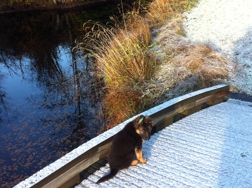 IMG_2332.jpg.scaled.500