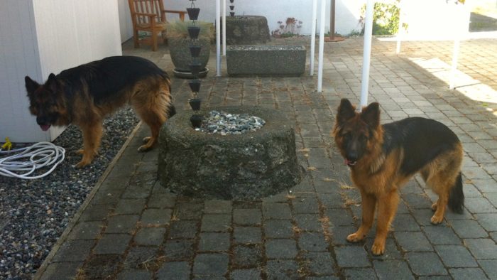 zippy kipling the look