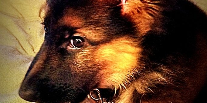 kiplingconversationalist