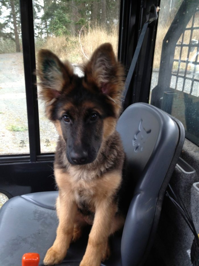 kiplingworkdog Kipling puppy loves to do her chores as a work dog at islewood farm; her long coat German shepherd roots are showing.