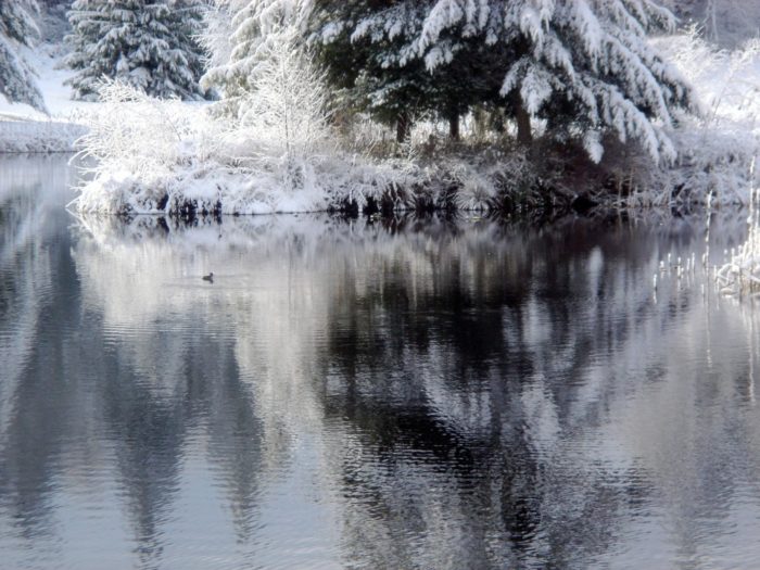 Islewood-Winter-Duck-1024×768