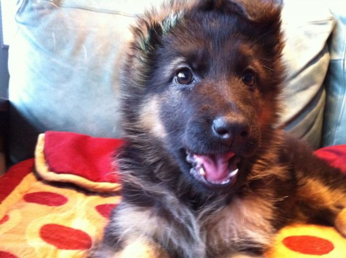 Kipling-mouth-open-1024×764