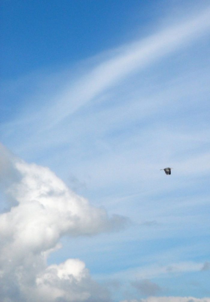 Lyda-Blue-Heron1-714×1024