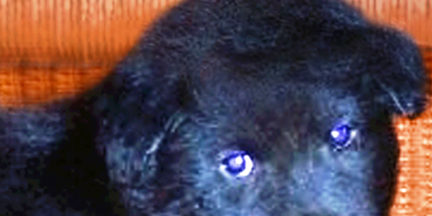 angelwithfurforweblighter51