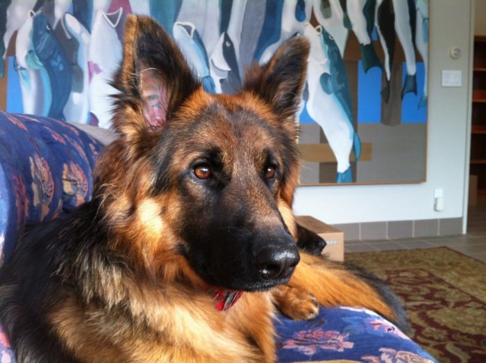 kipling-must-1024×764