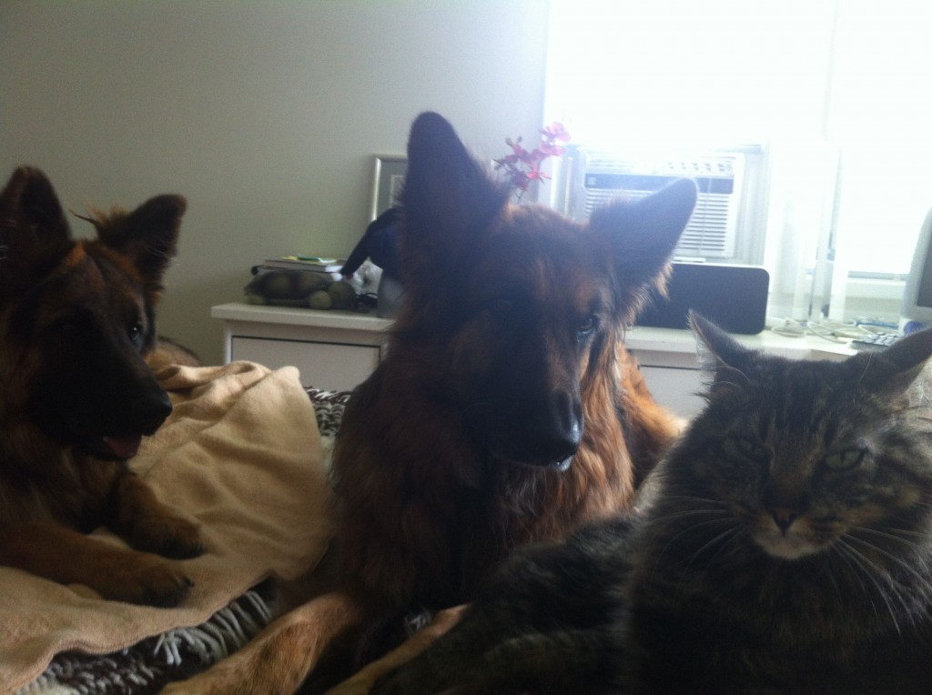 kipling-trio-5-1024×764